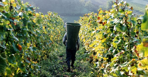 Inland Revenue targets horticulture sector over 'concerning' tax practices