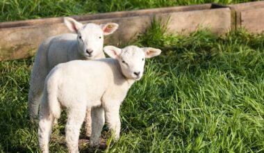 Shearer sentenced for inflicting 'extreme violence' on lambs