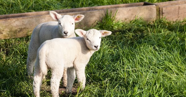 Shearer sentenced for inflicting 'extreme violence' on lambs