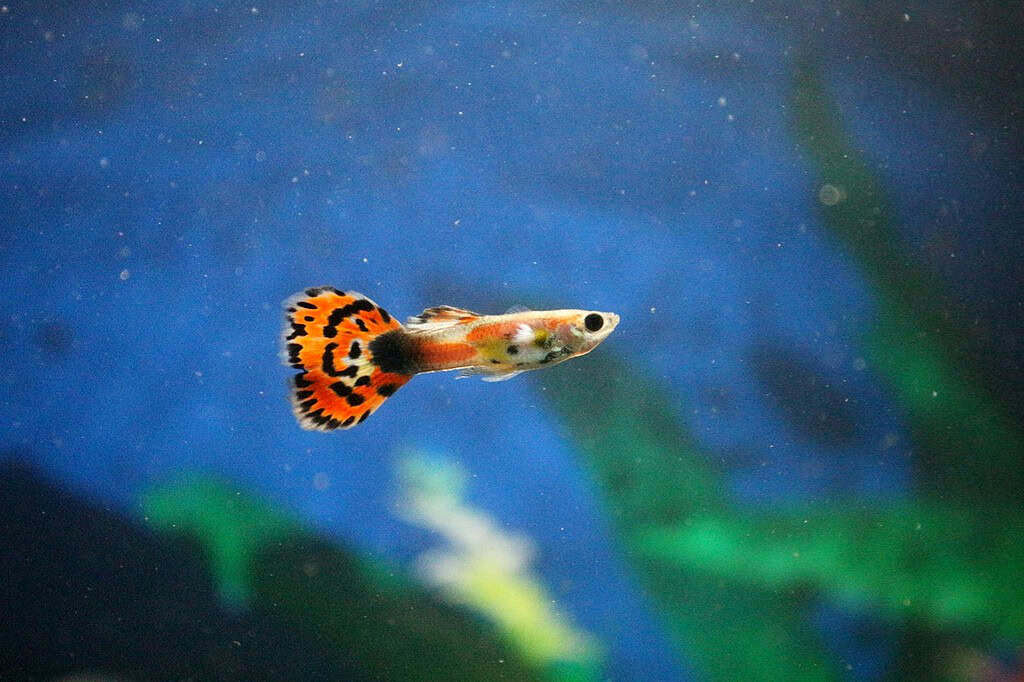 Guppy fish with vibrant orange and black tail swimming in water.