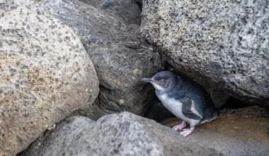 Phillip Island little penguin dies from bird flu