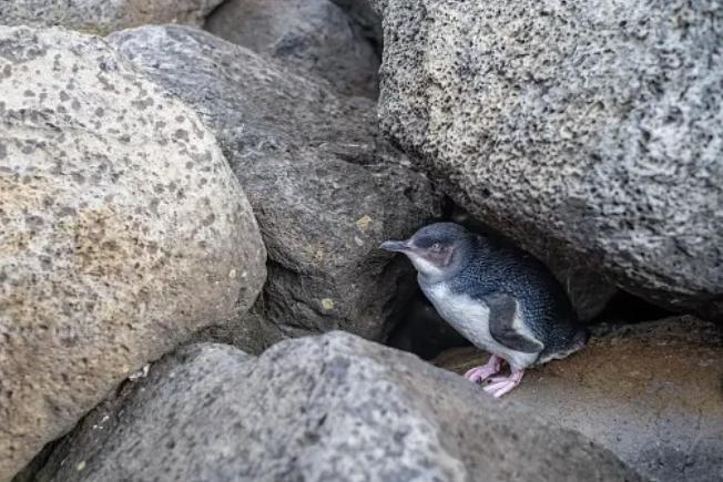 Phillip Island little penguin dies from bird flu