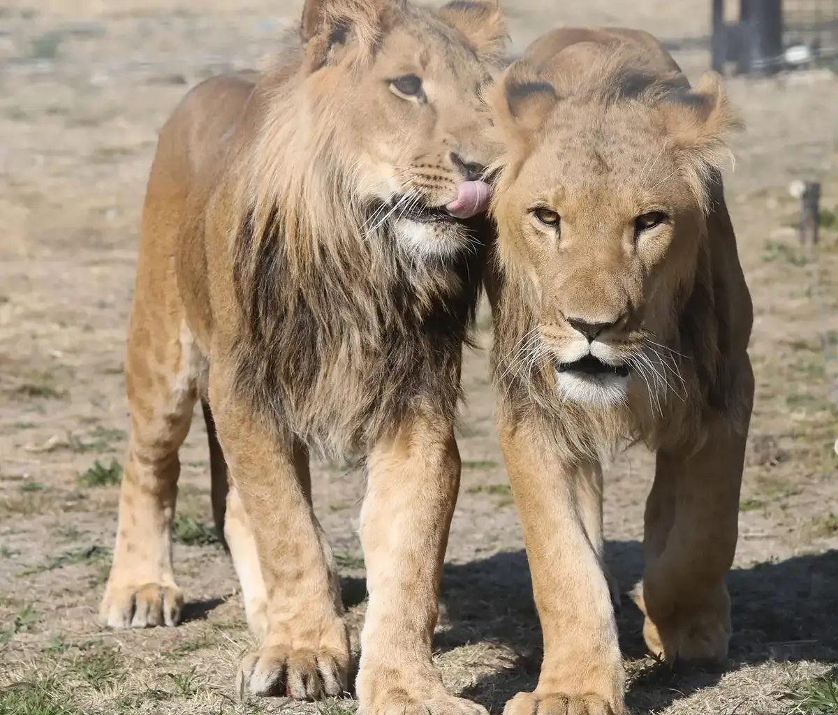 Young lions stolen and smuggled into Israel returned to South African sanctuary