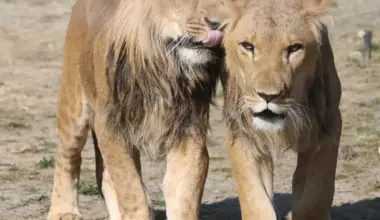 Young lions stolen and smuggled into Israel returned to South African sanctuary