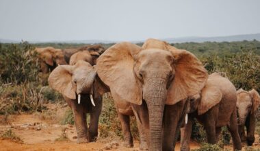 Every wild land mammal on Earth — elephants, deer, wolves, mice and the rest — adds up to only about 20 million tonnes, a 2023 study estimated, roughly three kilograms per person, compared with about 390 million tonnes of humans