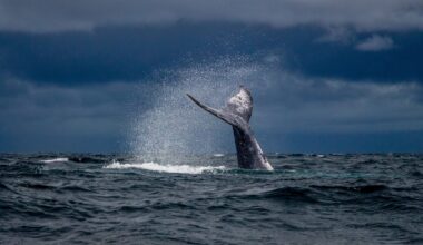 Most humpback whale populations have rebounded from near-extinction over the past sixty years, but the Arabian Sea population — isolated for an estimated 70,000 years and the only humpbacks that never migrate — has not recovered at all and remains endangered