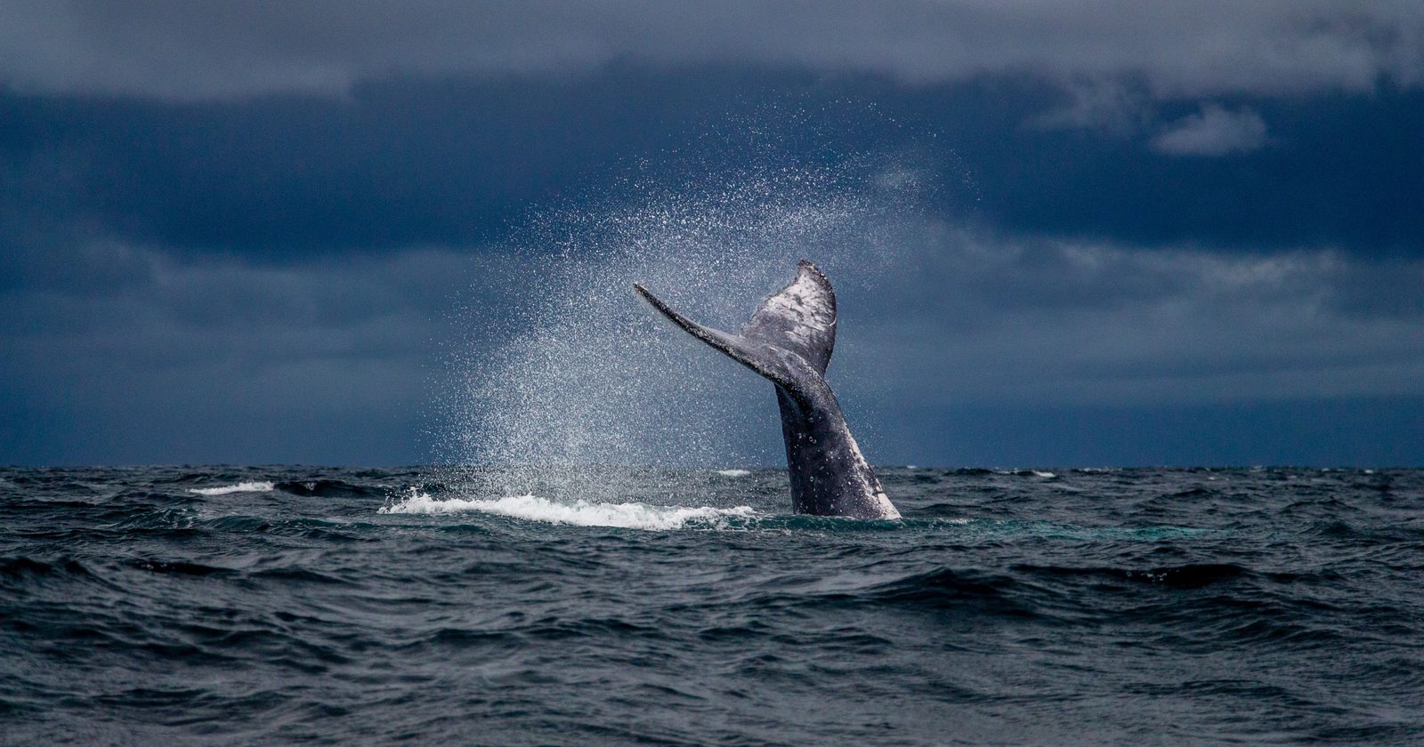 Most humpback whale populations have rebounded from near-extinction over the past sixty years, but the Arabian Sea population — isolated for an estimated 70,000 years and the only humpbacks that never migrate — has not recovered at all and remains endangered