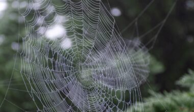 Spiders are barely noticed underfoot, but a peer-reviewed 2017 estimate put their annual global prey kill at 400–800 million tonnes — a range whose upper end is about twice the roughly 400 million tonnes of meat and fish humans consume each year