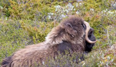 The last woolly mammoths survived on Wrangel Island until about 4,000 years ago, and a 2024 genetic study found inbreeding had not doomed them to a slow decline — their population appears to have vanished suddenly, for reasons that remain unresolved