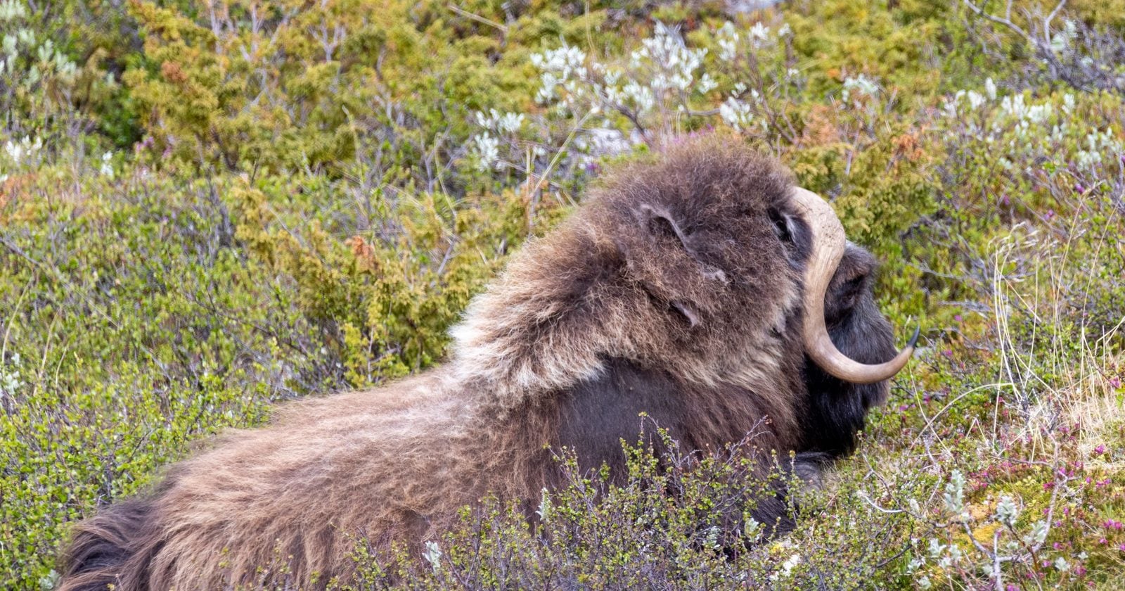 The last woolly mammoths survived on Wrangel Island until about 4,000 years ago, and a 2024 genetic study found inbreeding had not doomed them to a slow decline — their population appears to have vanished suddenly, for reasons that remain unresolved