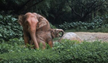 Wild Asian elephants in India have been seen using branches to swat flies, while elephants in a naturalistic captive setting modified branches that were too long or bushy before using them — evidence that elephants can both use and manufacture simple tools