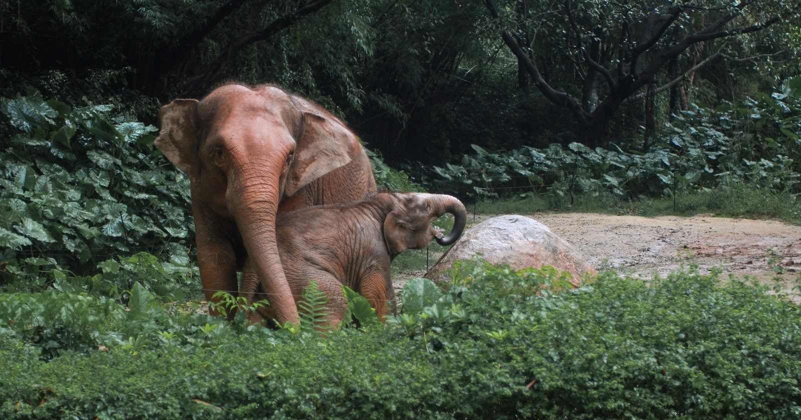 Wild Asian elephants in India have been seen using branches to swat flies, while elephants in a naturalistic captive setting modified branches that were too long or bushy before using them — evidence that elephants can both use and manufacture simple tools
