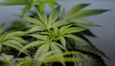 US sees jump in nausea cases among marijuana users in hospitals