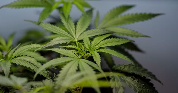 US sees jump in nausea cases among marijuana users in hospitals
