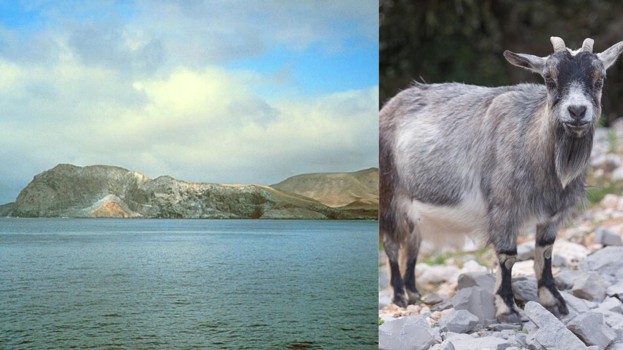 Guadalupe Island is about 260 kilometers off the Baja California Peninsula | Wikimedia Commons mary (4)