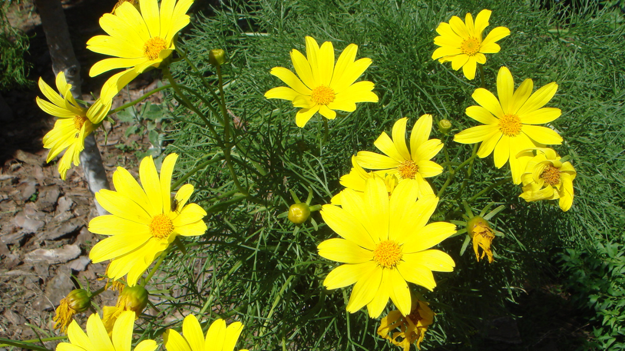 Native vegetation had begun recovering naturally after the 2007 goat eradication | Wikimedia Commons mary (5)