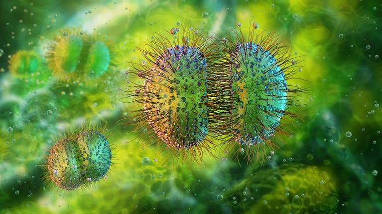 Meningococcal Disease.