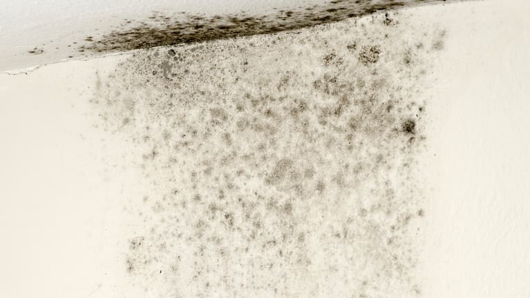 Mould growing on a ceiling (file image).