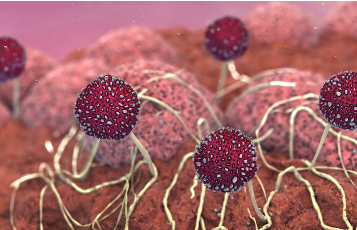 MOULD ILLUSTRATION