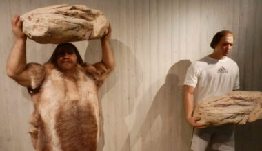 Neanderthal gene inherited by modern humans linked to greater muscle mass