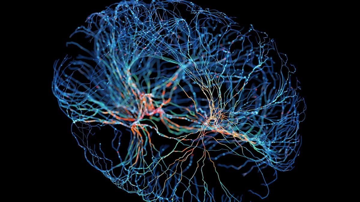 The Brain Seems to Rearrange Itself as Tinnitus Becomes Chronic : ScienceAlert
