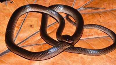 New snake species named after Guns N’ Roses guitarist Slash discovered in New Guinea