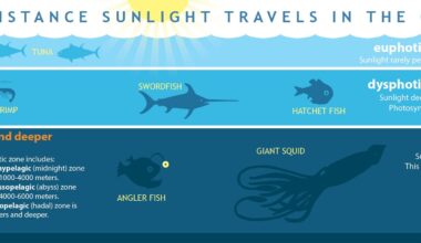 The ocean looks like one vast sunlit body of water, but below about 600 feet there is too little light for photosynthesis, and below 3,300 feet sunlight disappears entirely—leaving much of Earth’s surface in permanent darkness.