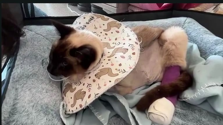 Pablo the cat recovering after being shot six times with a pellet gun.
