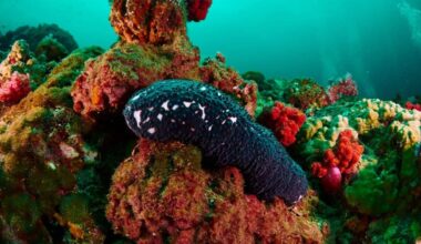 They brought back 48 species from the deep Pacific, and most have no name