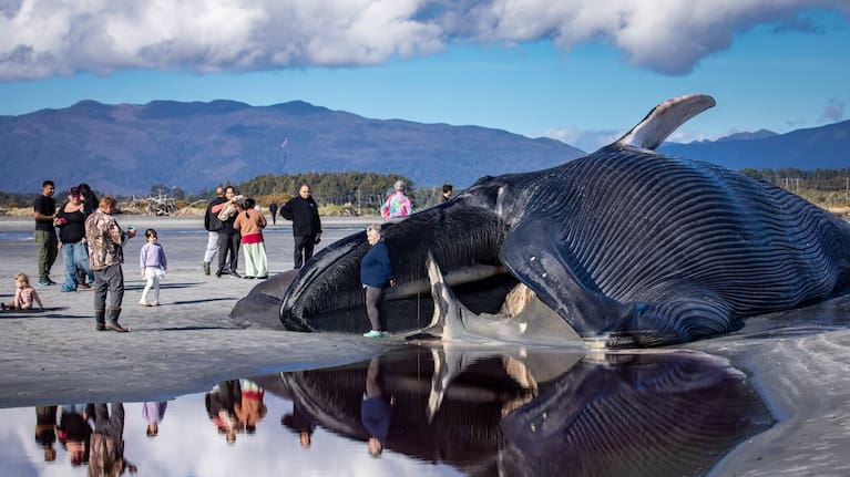 People watch on after a pygmy blue whale washed up on a West Coast beach. (Source: Don & Ali Parish Photography)