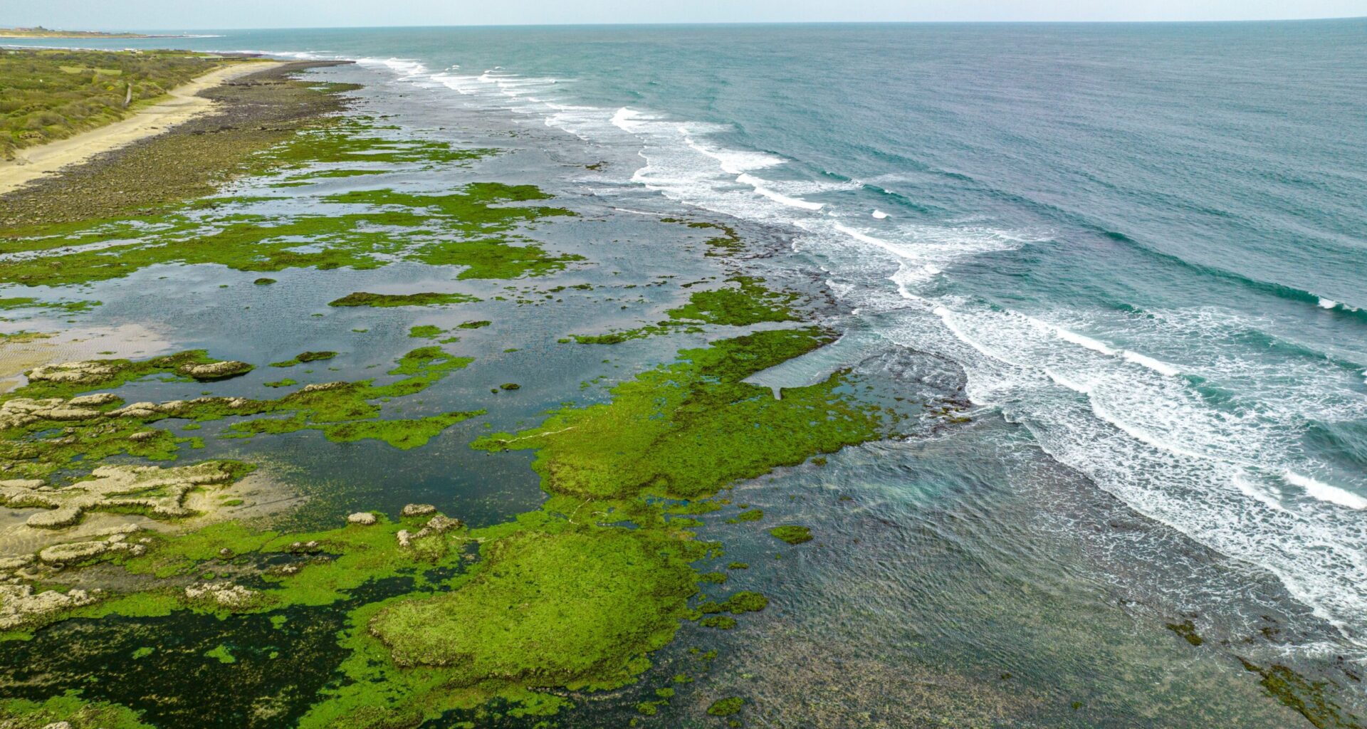 AI analysis reveals dramatic rise in global ocean algae blooms