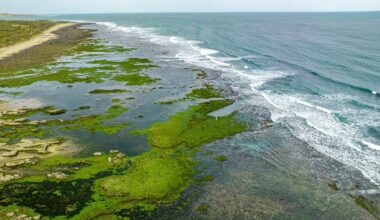 AI analysis reveals dramatic rise in global ocean algae blooms