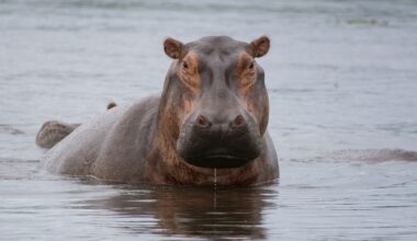 Anthrax warning: Dead hippopotamus tests positive in Rutshuru territory of North Kivu, DRC