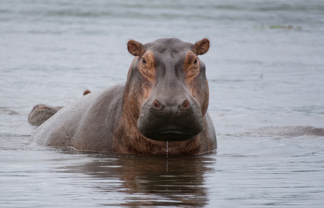 Anthrax warning: Dead hippopotamus tests positive in Rutshuru territory of North Kivu, DRC
