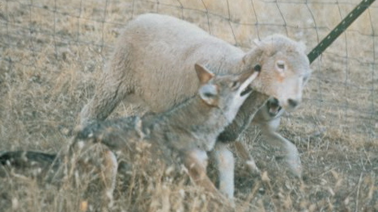 A lamb being attacked by coyotes with a bite to the throat | Wikimedia Commons pizza (2)