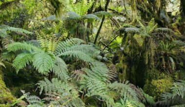 'Determined to get answers': Man dies after incident in Bay of Plenty forest
