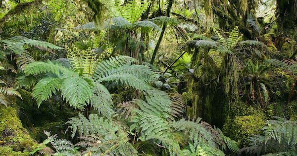 'Determined to get answers': Man dies after incident in Bay of Plenty forest
