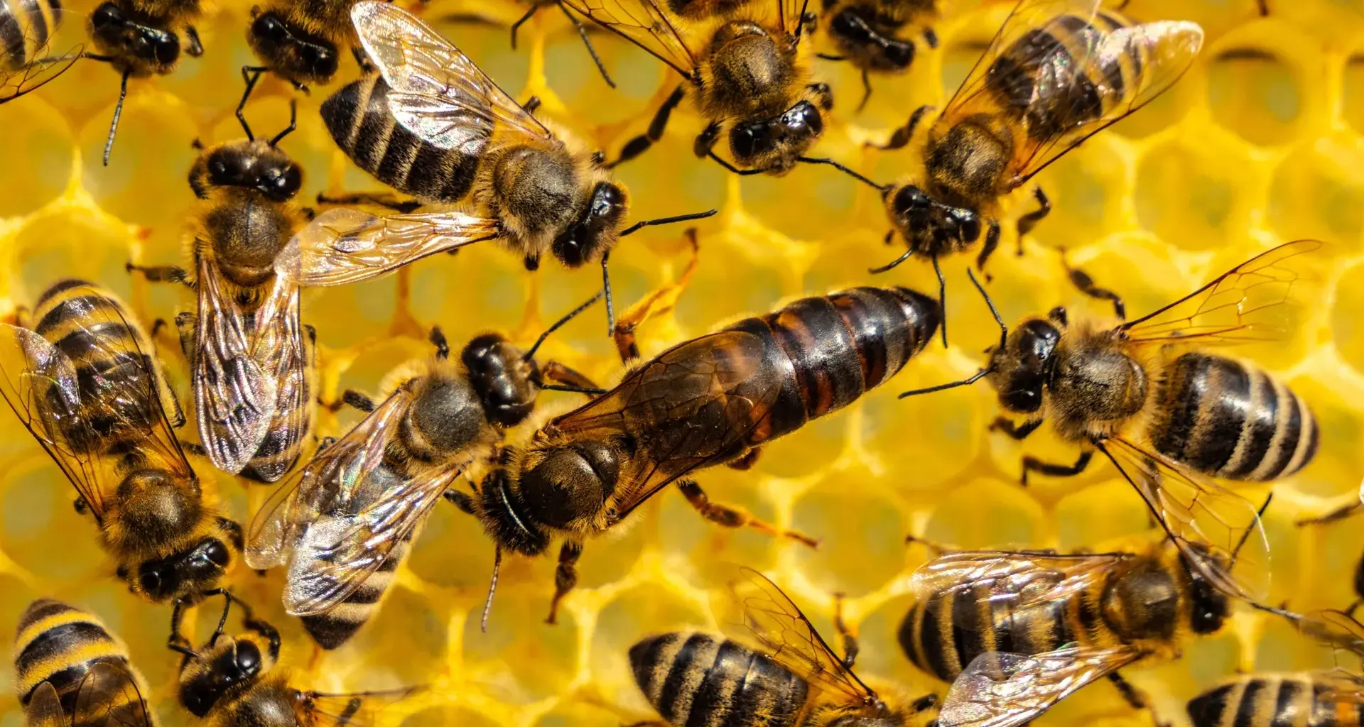 Queen bees have a disturbing way to survive pesticides