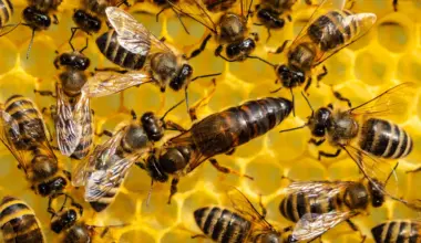 Queen bees have a disturbing way to survive pesticides