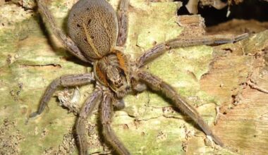 Conservationists want to bring this spider back from remote NZ islands