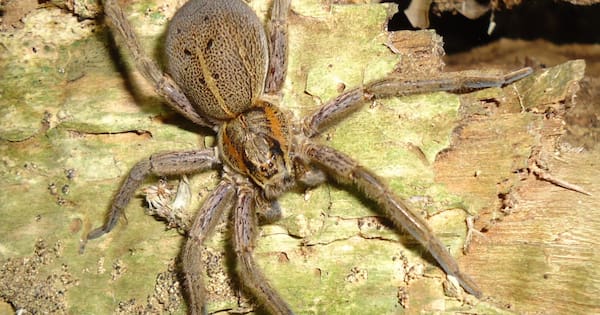 Conservationists want to bring this spider back from remote NZ islands