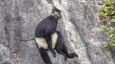 Rare family of Delacour’s langurs photographed in Vietnam as conservation efforts protect one of the world’s most endangered monkeys