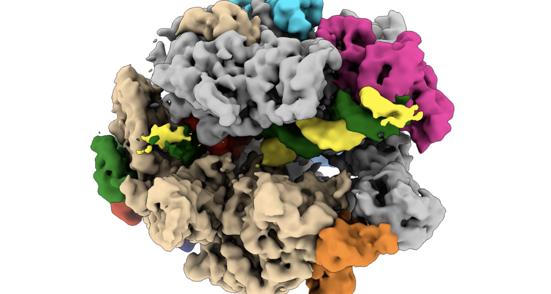 Cellular Life Process Captured Live for First Time