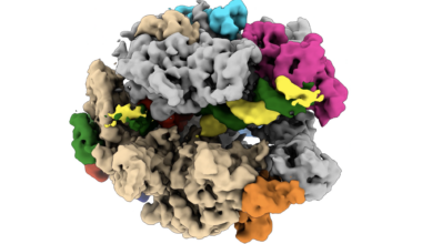 Cellular Life Process Captured Live for First Time