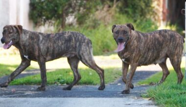 Fines increase threefold in Far North dog control crackdown