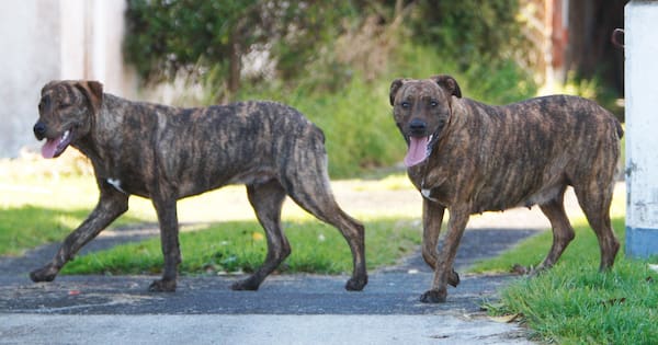 Fines increase threefold in Far North dog control crackdown