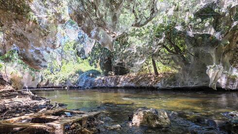 'Like a sci-fi movie': giant spider web covers Israeli nature reserve