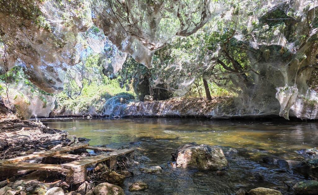 Spider webs at Nahal Sorek (Photo: Yehiyam Dahan/Israel Nature and Parks Authority) קורי עכביש בנחל שורק