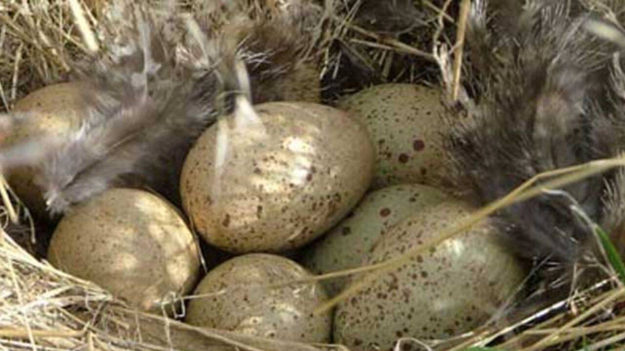 Sage grouse hens lay 7-8 eggs at a time Sage grouse's eggs