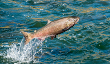 Engineers sent robotic "sensor fish" through a Columbia River dam, then subjected 5,767 young salmon to the same pressure drop — revealing that turbine blades are rarely what kill them; their swim bladders expand so violently that organs rupture and gas bubbles lodge in their gills